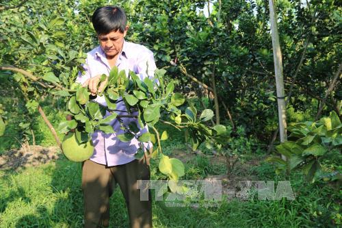 Bưởi da xanh tăng giá mạnh